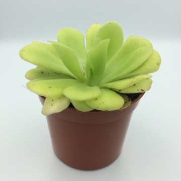 Pinguicula   carnifari