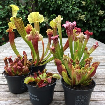 Plantenset buiten   carnifari