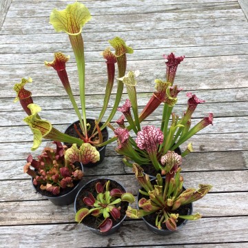 Plantenset buiten1   carnifari