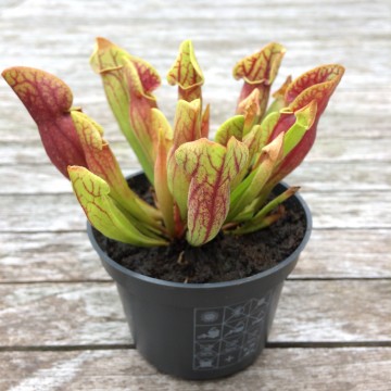 Plantenset buiten2   carnifari