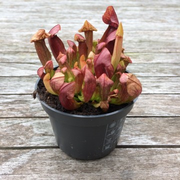 Plantenset buiten3   carnifari