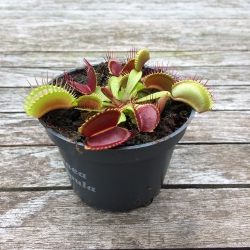 Plantenset buiten4   carnifari