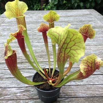 Plantenset buiten5   carnifari