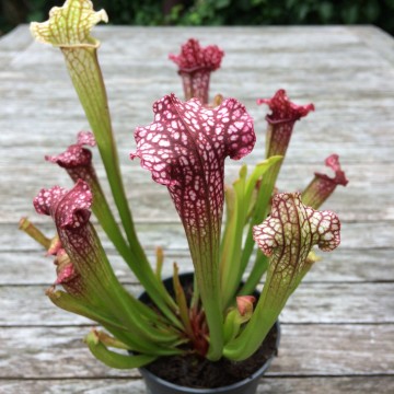 Plantenset buiten6   carnifari