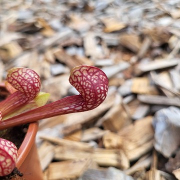 Psittacina   carnifari 2