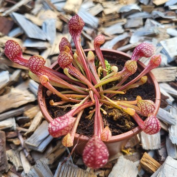 Psittacina   carnifari 3