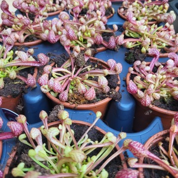 Psittacina   carnifari 4