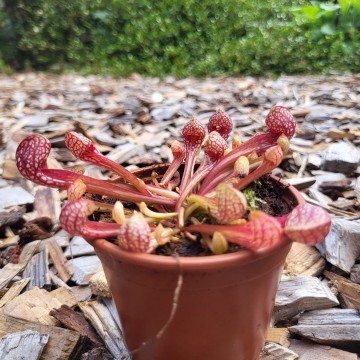 Psittacina   carnifari