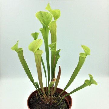 Sarracenia flava   carnifari