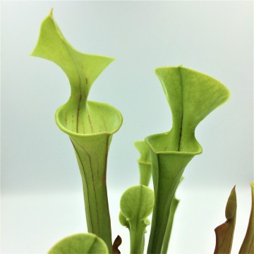 Sarracenia flava 2   carnifari