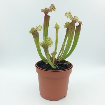 Sarracenia judith   carnifari