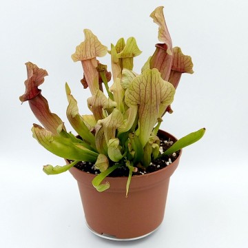 Sarracenia maroon   carnifari