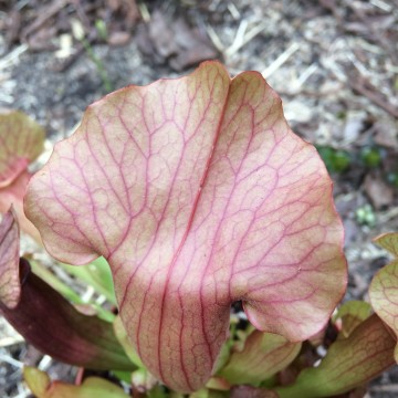 Sarracenia maroon detail   carnifari