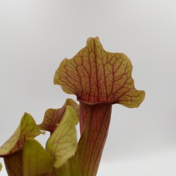 Sarracenia maroon detail2   carnifari