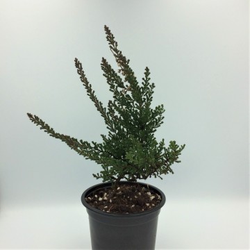 Struikheide   carnifari