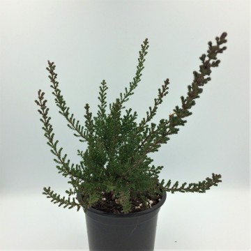 Struikheide 1   carnifari