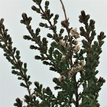 Struikheide detail   carnifari