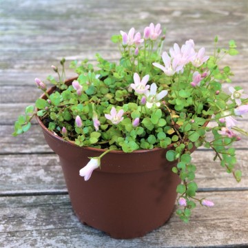 Teer guichelheil   carnifari