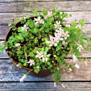 Teer guichelheil 1   carnifari