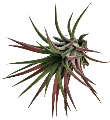 Tillandsia   carnifari