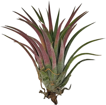 Tillandsia 1   carnifari
