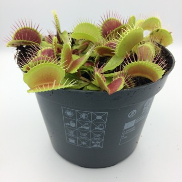 Vliegenval 12cm   carnifari