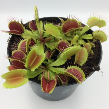 Vliegenval 12cm detail1   carnifari