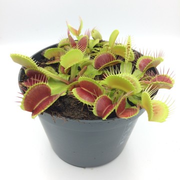 Vliegenval 12cm detail2   carnifari