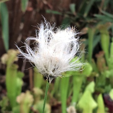 Wollegras   carnifari